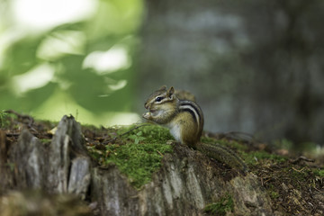 Wild chipmunk in a Boreal forest, north Quebec, Canada.
