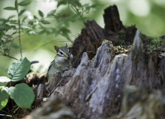 Wild chipmunk in a Boreal forest, north Quebec, Canada.
