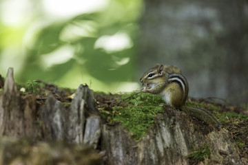 Wild chipmunk in a Boreal forest, north Quebec, Canada.