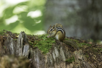 Obraz premium Wild chipmunk in a Boreal forest, north Quebec, Canada.
