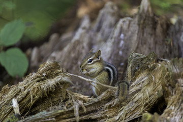 Obraz premium Wild chipmunk in a Boreal forest, north Quebec, Canada.