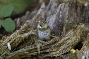 Wild chipmunk in a Boreal forest, north Quebec, Canada.
