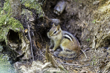 Wild chipmunk in a Boreal forest, north Quebec, Canada.