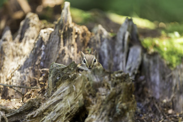 Wild chipmunk in a Boreal forest, north Quebec, Canada.