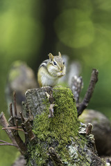 Obraz premium Wild chipmunk in a Boreal forest, north Quebec, Canada.