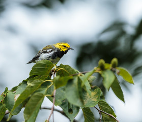 Black throated green warbler in a boreal forest north Quebec, Canada.