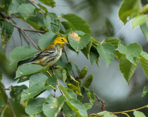 Black throated green warbler in a boreal forest north Quebec, Canada.
