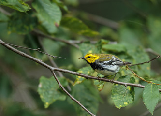 Fototapeta premium Black throated green warbler in a boreal forest north Quebec, Canada.