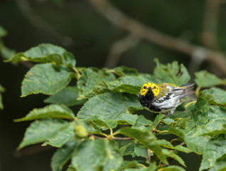 Black throated green warbler in a boreal forest north Quebec, Canada.