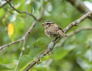 Female Rose Breasted Grosbeak shot in a Boreal forest Quebec Canada.