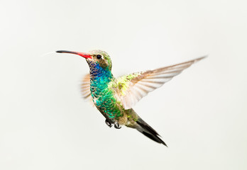 Broad Billed Hummingbird in flight, isolated on a white background. - 170650129