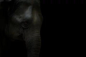 Fotobehang olifant hoofd geïsoleerd op zwarte achtergrond © krungchingpixs