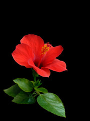 Hibiscus red flower on black background