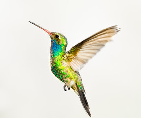 Broad Billed Hummingbird in flight, isolated on a white background.