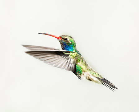 Broad Billed Hummingbird in flight, isolated on a white background.