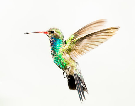 Broad Billed Hummingbird in flight, isolated on a white background.
