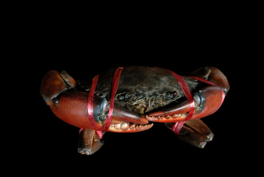 black crab tied with rope isolated on black background