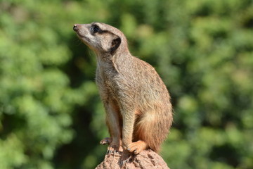 Wachendes Erdmännchen