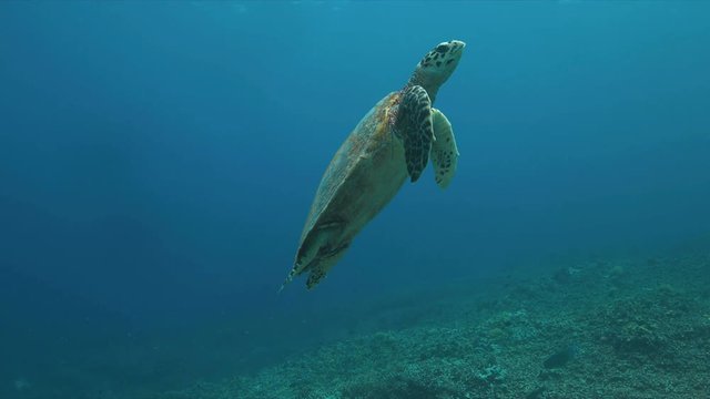 Hawksbill turtle swims on a Coral reef. 4k footage