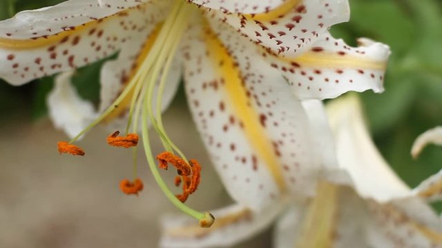 Lily at Hodosan shrine close up fornt shallow focus