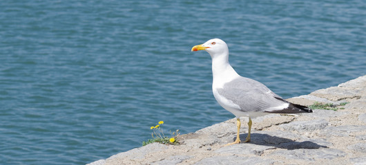 Goéland
