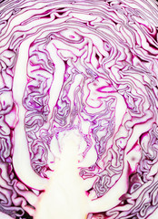 Halbierter frischer Rotkohl mit Blattstruktur im Detail