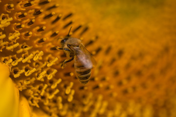 Bee
