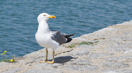Goéland