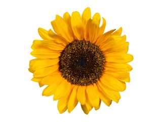 Fototapeta premium Sunflower on white