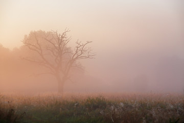 Fototapeta na wymiar Old dry oak tree in morning fog. Misty autumn sunrise