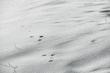 Sand dune Black and white