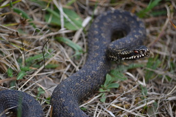 Common European adder or common European viper, Vipera berus Snake ready to attack