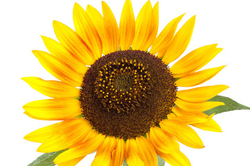 Yellow sunflower flower on a white background