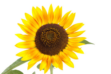 Yellow sunflower flower on a white background