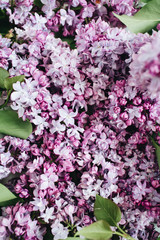 Close-up of purple lilac flowers. Valentine's day or Mother's day background. Flat lay, top view.