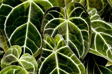 Green leaf texture. Leaf texture background for design.
