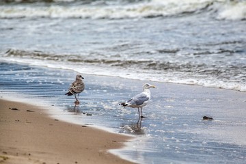 stormy Baltic coast with tides