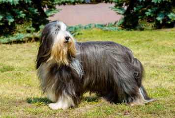 Bobtail looks back. Old English Sheepdog stands on the grass.
