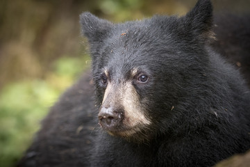 Black Bear Cub Portrait