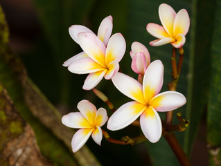 Naklejka premium Plumeria flower / Plumeria flower (frangipani, pagoda, temple) in the garden.