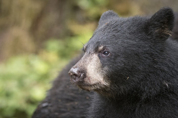 Black Bear Cub Profile II