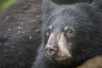 Fototapeten Black Bear Closeup IV © Betty Sederquist