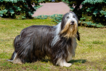 Old English Sheepdog looks aside. Bobtail stands on the grass.