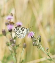 Papillon blanc et marron