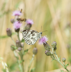 Papillon blanc et marron