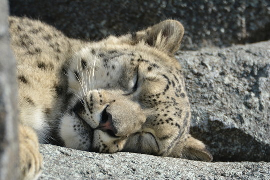 schlafender Schneeleopard