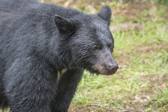 Black Bear Profile