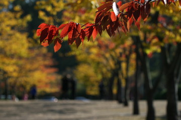 Beautiful Autumn Scene falling leaves.