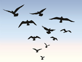 Bird flock flying over blue sky background. Animal wildlife