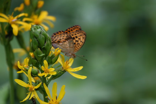 Butterfly on yellow flower in nature.